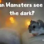 can hamsters see in the dark
