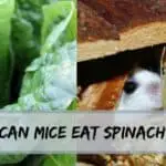 can mice eat spinach