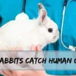 can rabbits catch human colds article