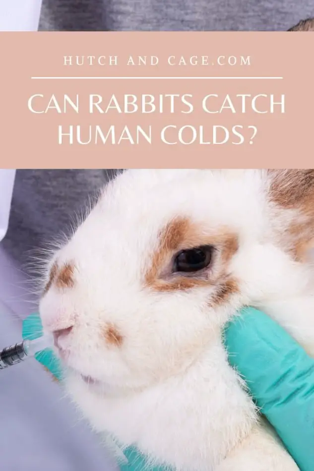 can rabbits catch human colds