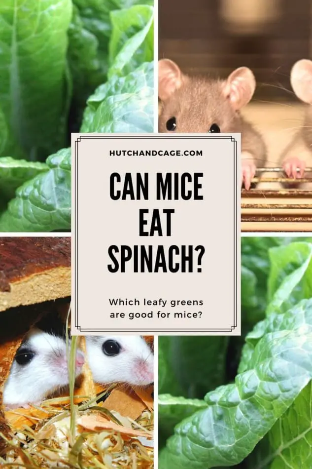 can mice eat spinach
