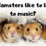 hamster listening to music