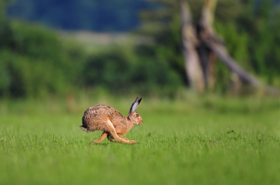 wild hare running