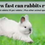 white rabbit running