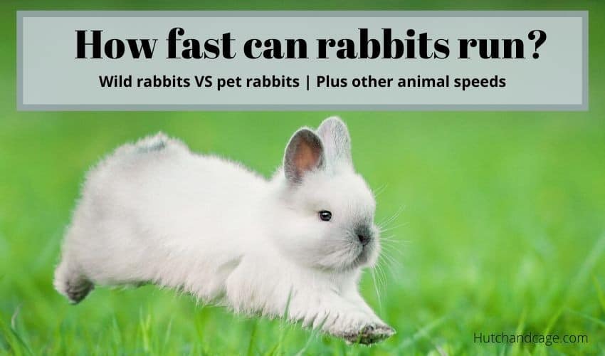 white rabbit running