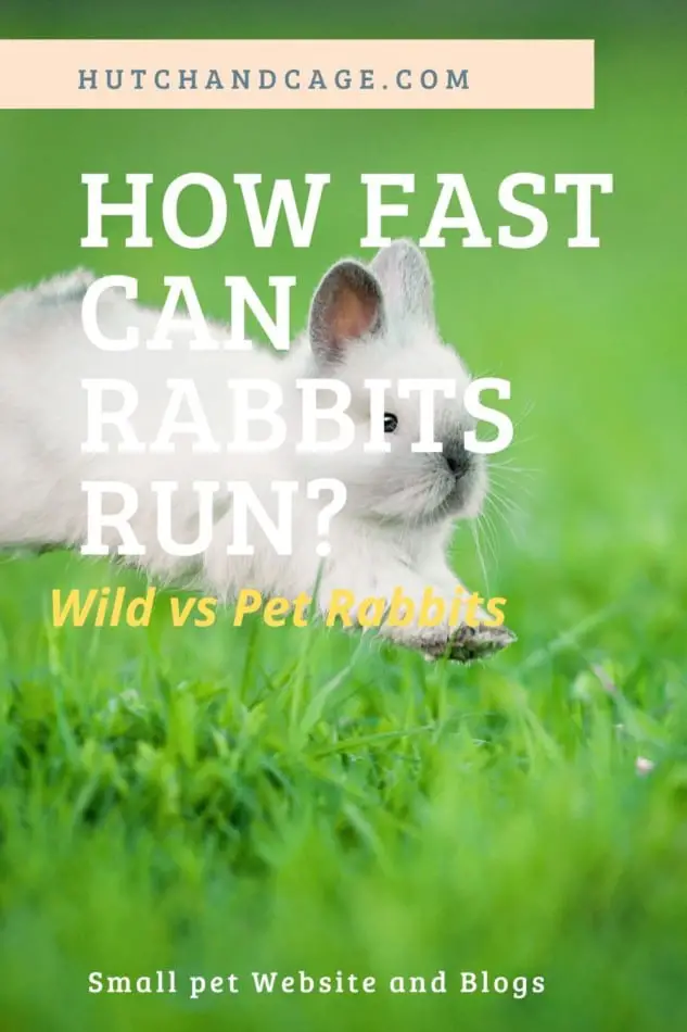 How Fast Can Rabbits Run? Wild & Pet Rabbits Speeds 1