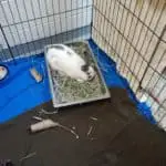 rabbit in litter tray