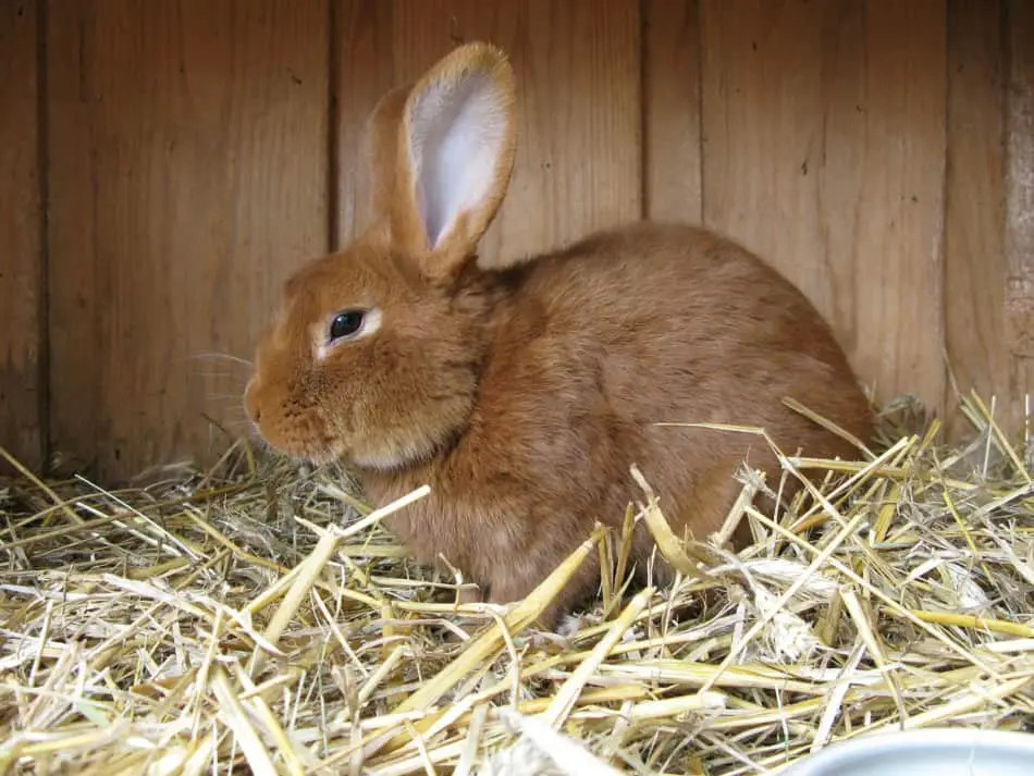 is cat litter safe for rabbits

