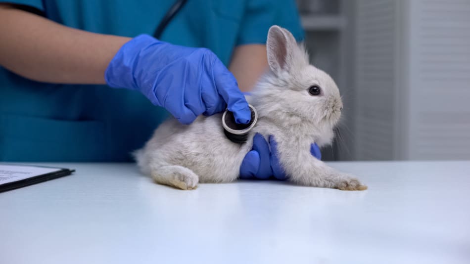 RABBIT AT THE VETS