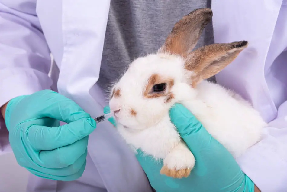 rabbit with vet