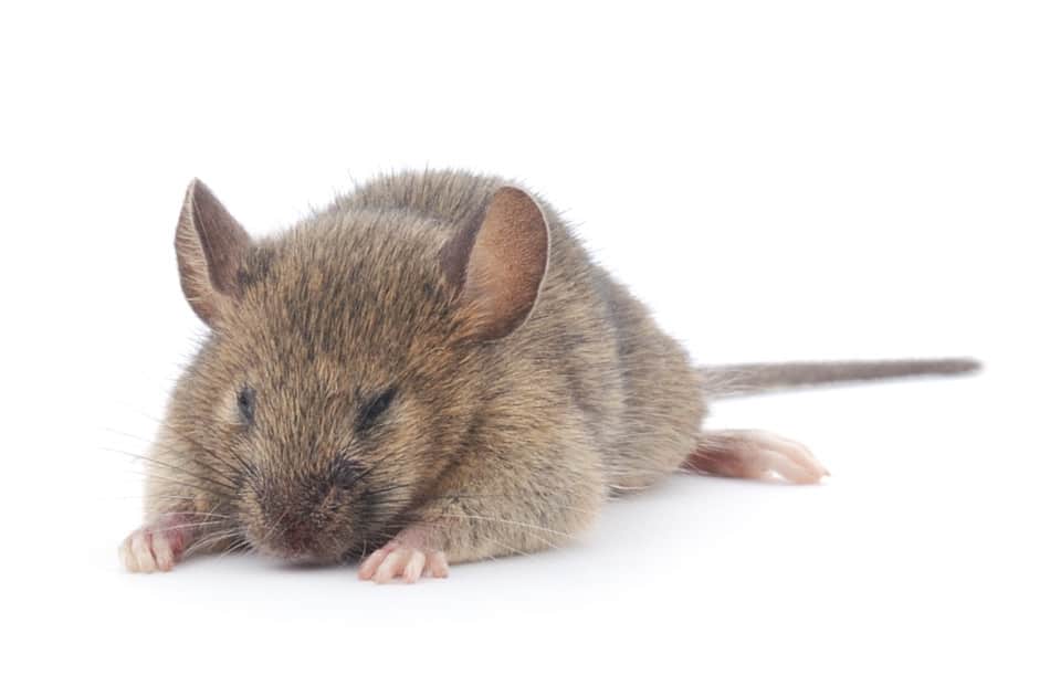 torpor in mice