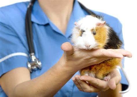 can guinea pigs sneeze