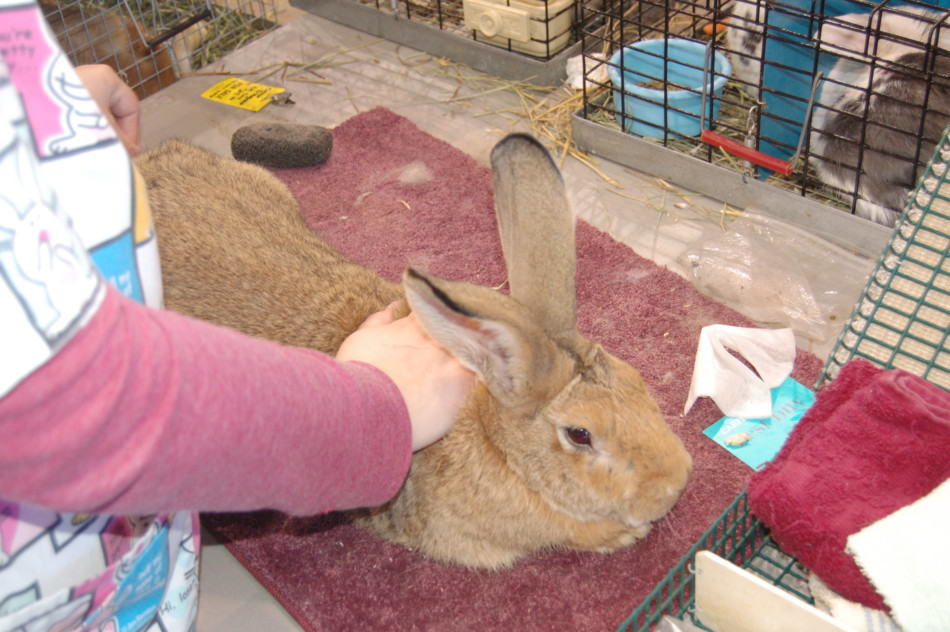 Flemish Giant Rabbit: Diet | Size | Breeding | Housing 4