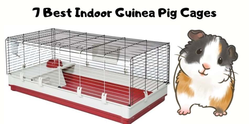7 Best Indoor Guinea Pig Cages