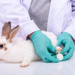 rabbit at the vets