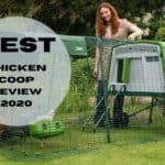 best chicken coop review 2020
