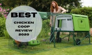 best chicken coop review 2020