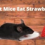 mouse eating strawberries