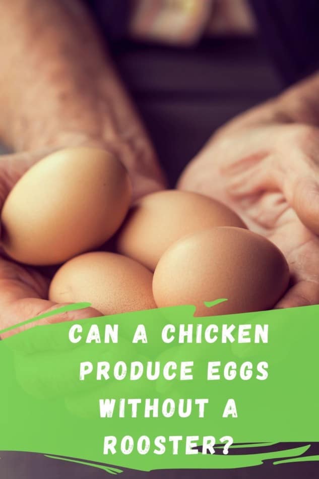 Can a chicken produce eggs without a rooster?