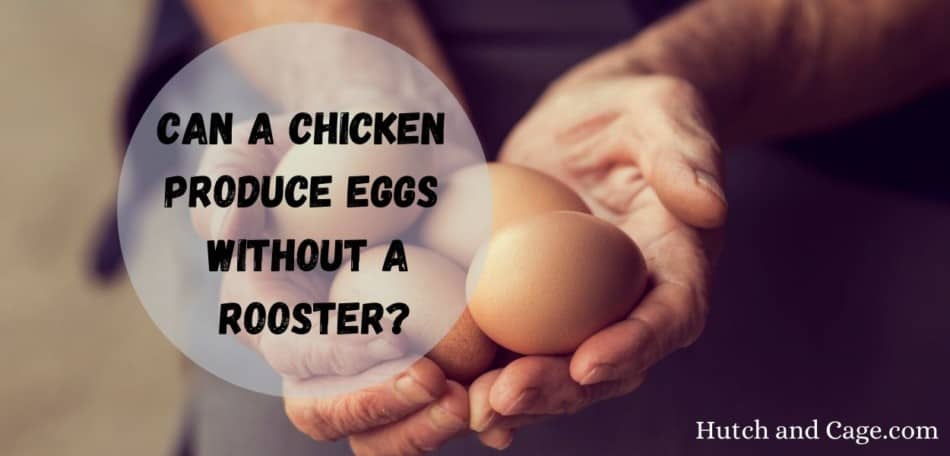Can a Chicken Produce Eggs Without a Rooster?
