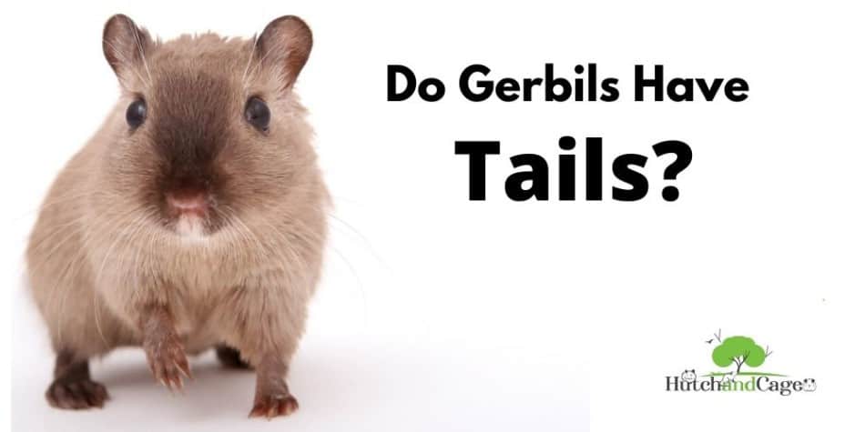 Do Gerbils Have Tails?