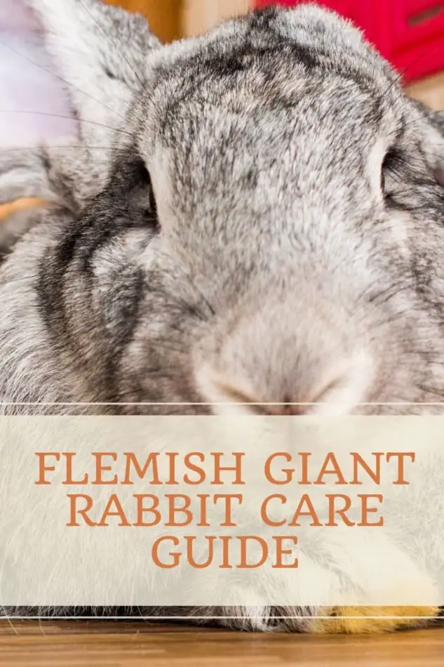 FLEMISH GIANT RABBIT