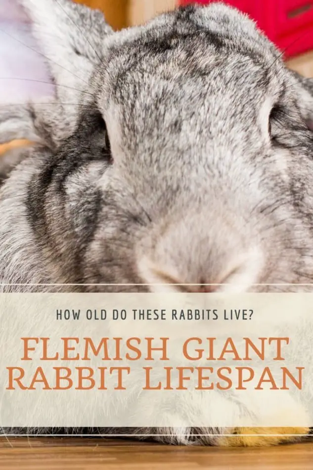 What Is The Lifespan of A Flemish Giant Rabbit? 2