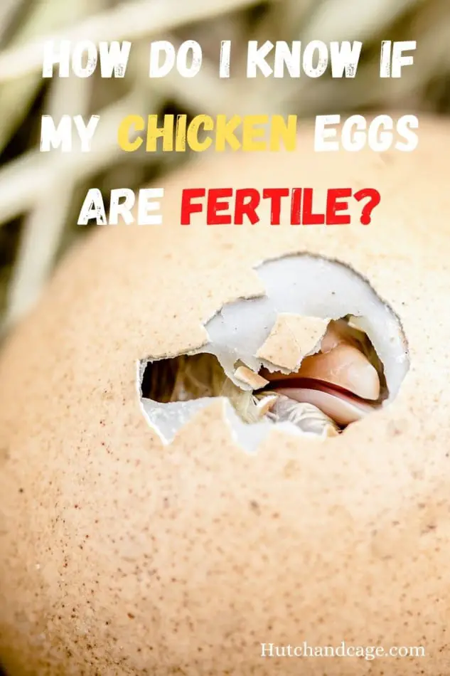 How do I know if my chicken eggs are fertile?