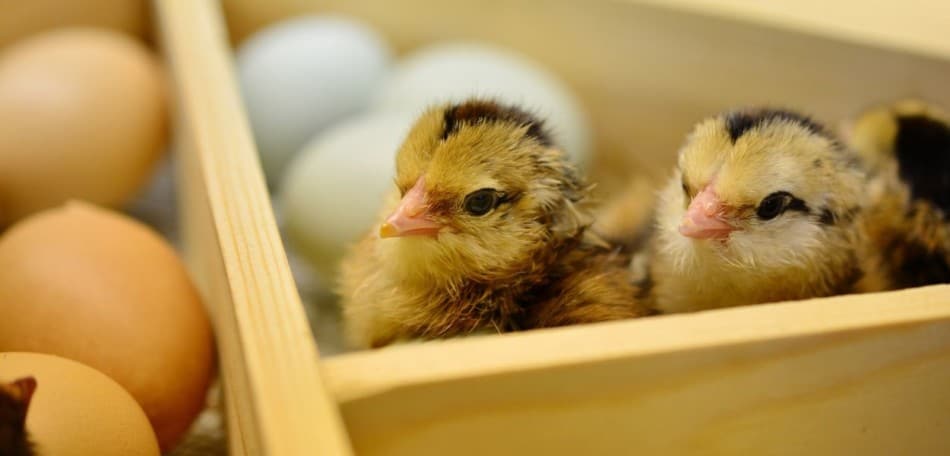 hatching chickens