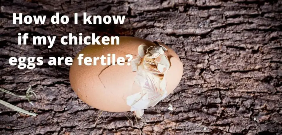 How Do I Know If My Chicken Eggs Are Fertile?