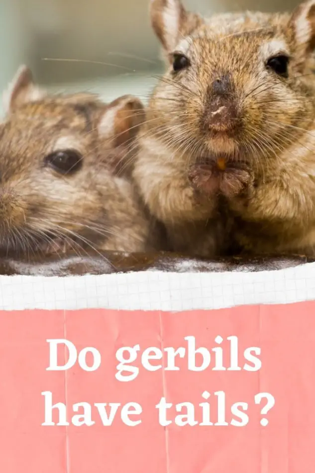 Do Gerbils Have Tails? 1