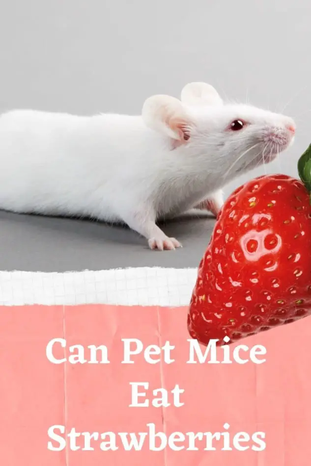 mice eat indoor strawberry seedlings