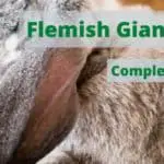 flemish giant rabbit