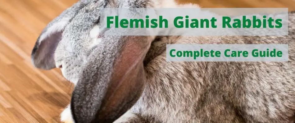 Flemish Giant Rabbit: Diet | Size | Breeding | Housing