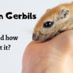 Tail slip in Gerbils | What is it and how to prevent it? 5