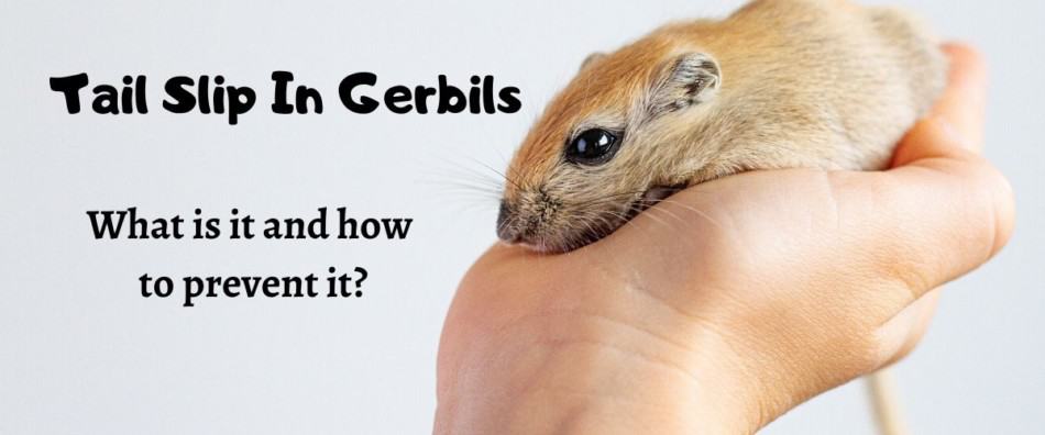 Tail slip in Gerbils | What is it and how to prevent it? 1