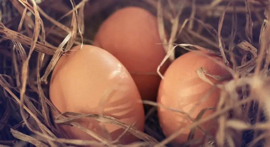 How do I know if my chicken eggs are fertile