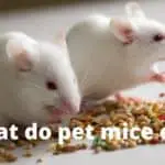 pet mice eating