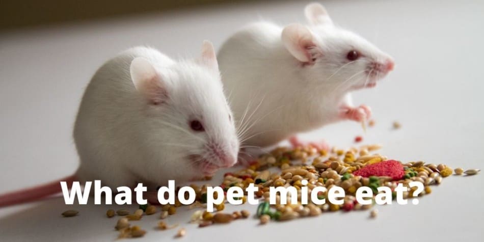 pet mice eating