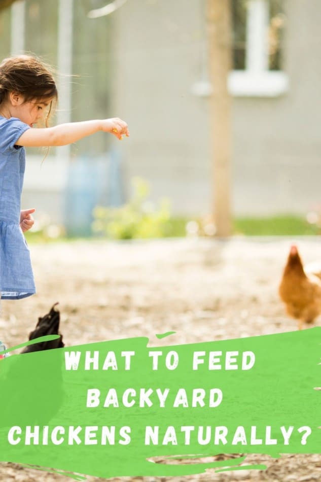 What to feed chickens naturally? 1