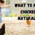 What to feed chickens naturally?