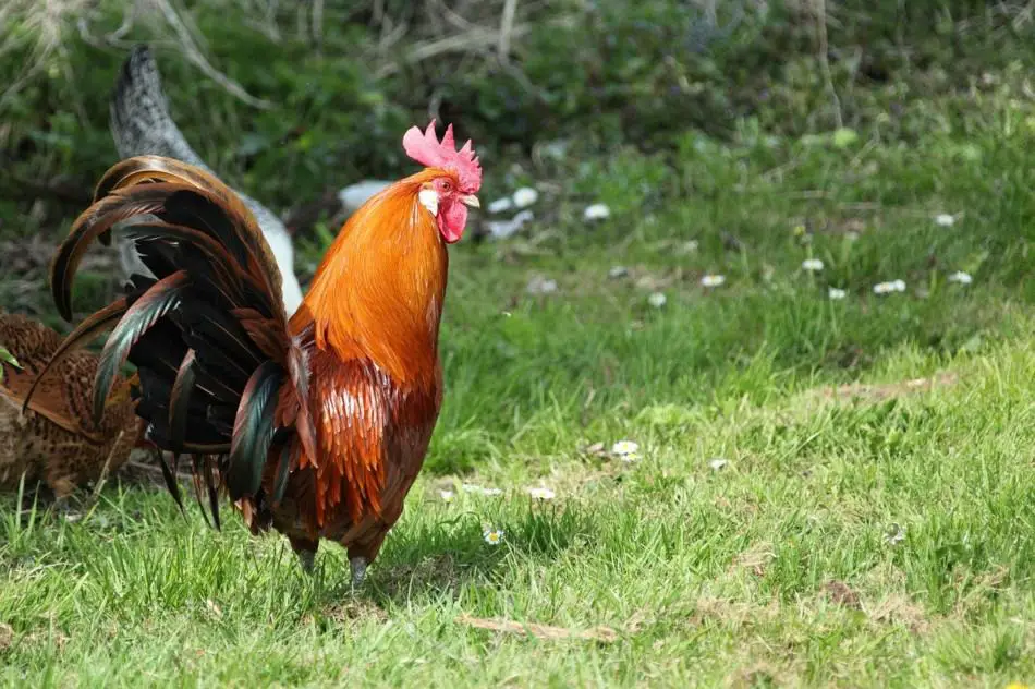 Can a chicken produce eggs without a rooster?
