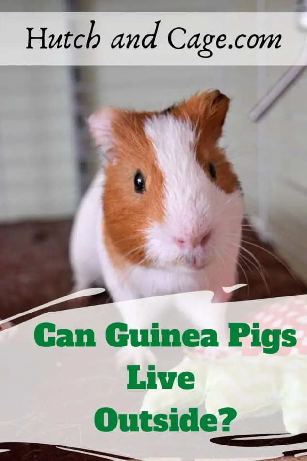 Can guinea pigs stay outside? What Precautions should you take! 1