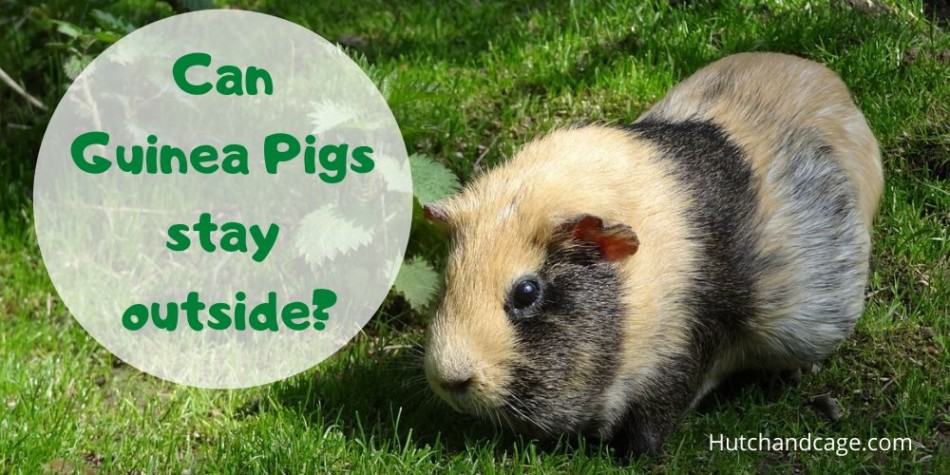 Can guinea pigs stay outside? What Precautions should you take!