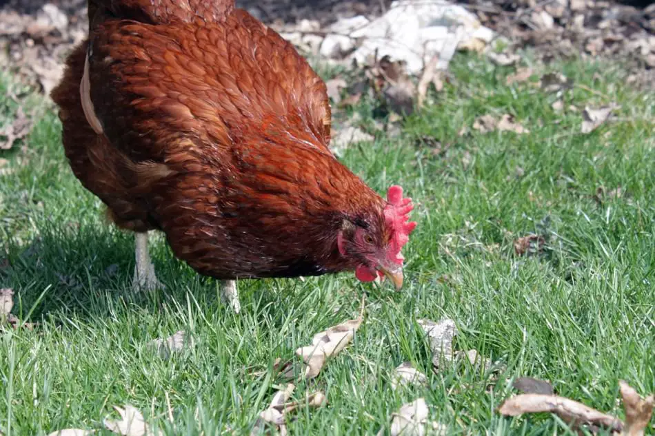 Keeping Backyard Chickens | 7 Pros & Cons to consider
