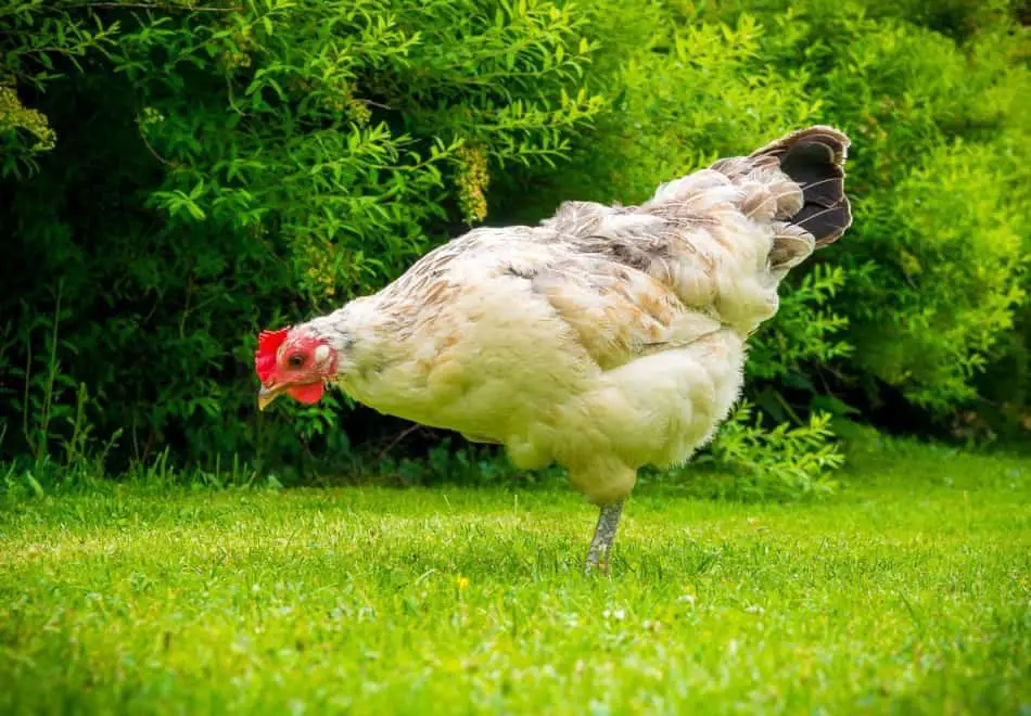 backyard chickens