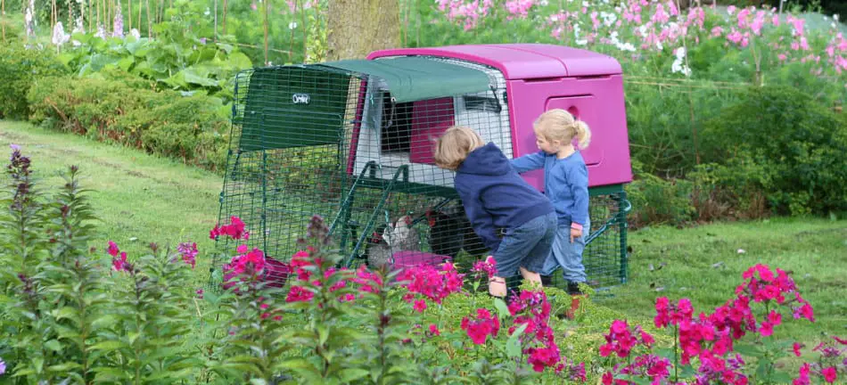 keeping backyard chickens