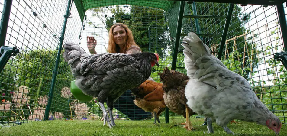 lady feeding chickens