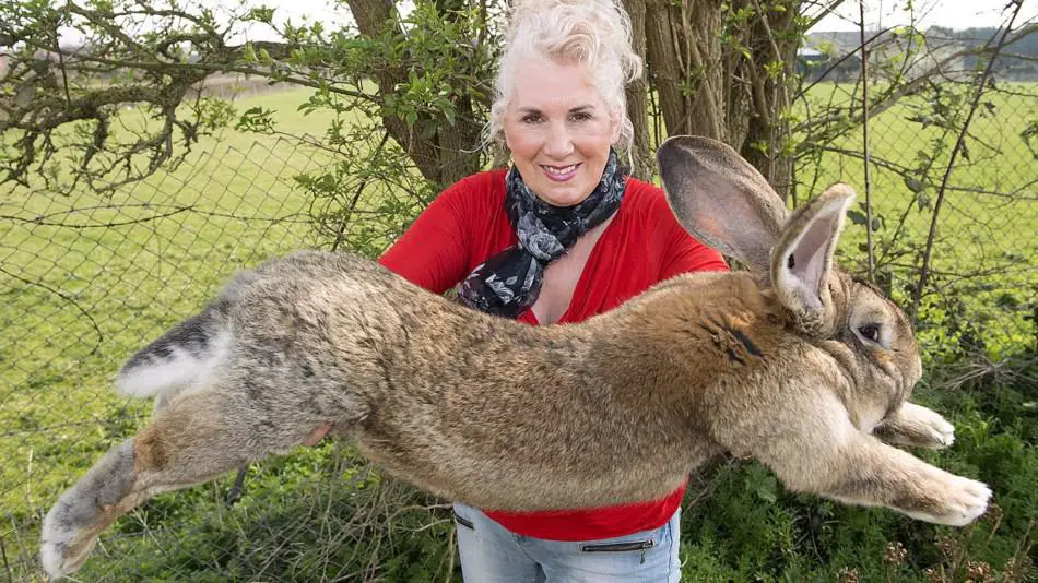 Flemish Giant Rabbit: Diet | Size | Breeding | Housing 5