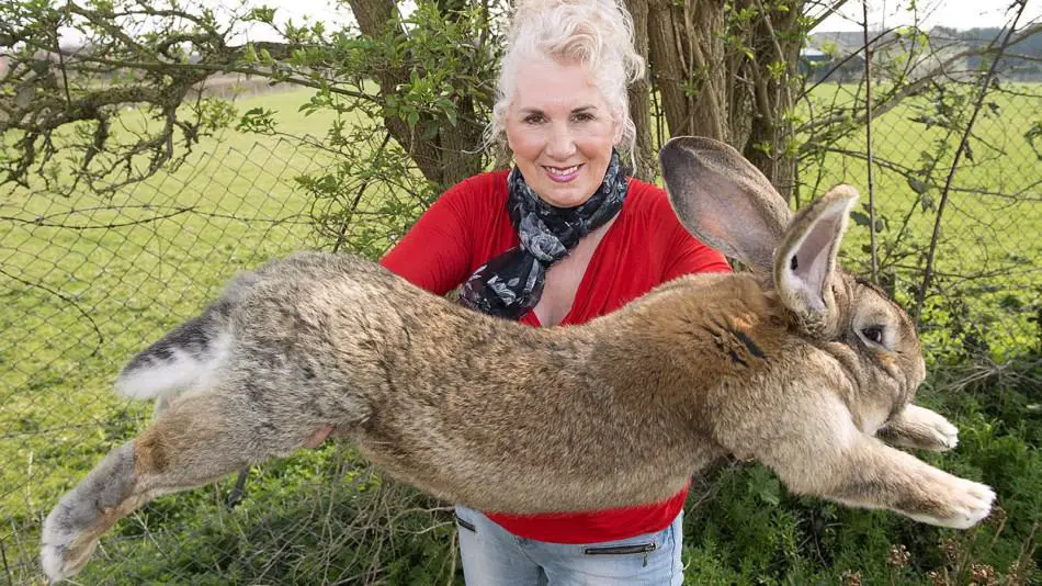 flemish giant bunnies for sale near me